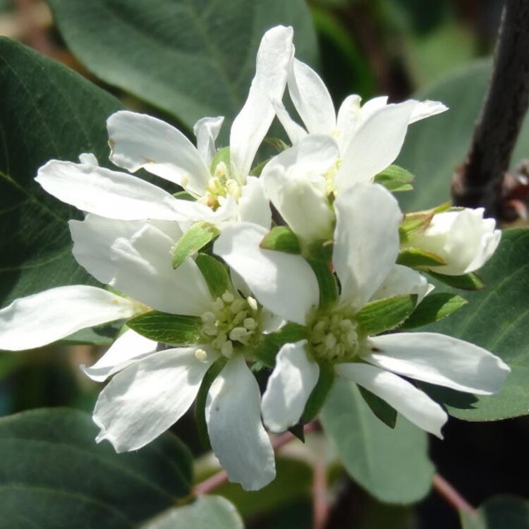 AMELANCHIER rotundifolia / Amélanchier des bois  - Photo 1