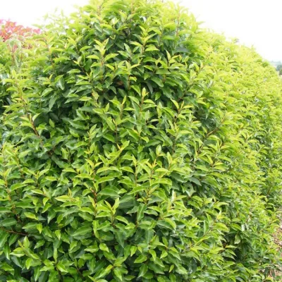 PRUNUS LUSITANICA 'ANGUSTIFOLIA' / Laurier du Portugal - Photo 2