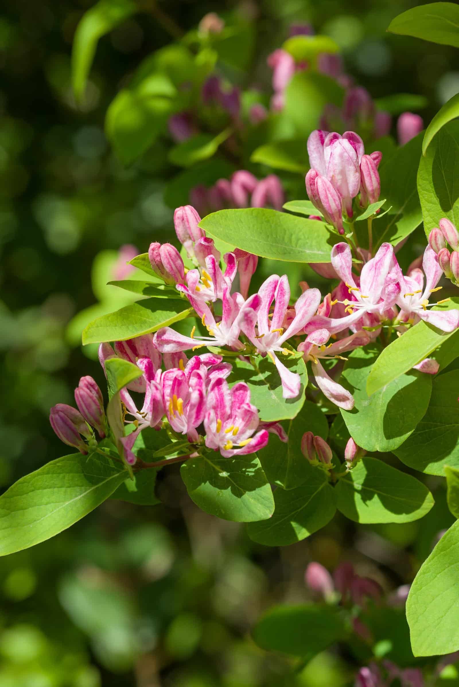 LONICERA tatarica 'Rosea' / Chèvrefeuille de Tartarie 'Rosea' - Photo 2