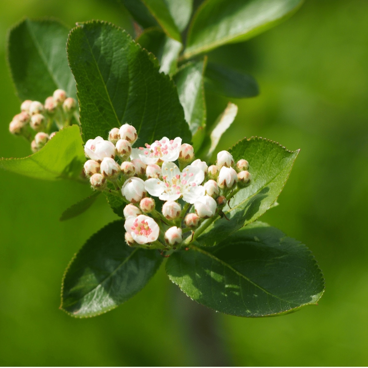 ARONIA arbutifolia ‘Brilliant’ / Aronie à feuilles d'arbousier - Photo 1