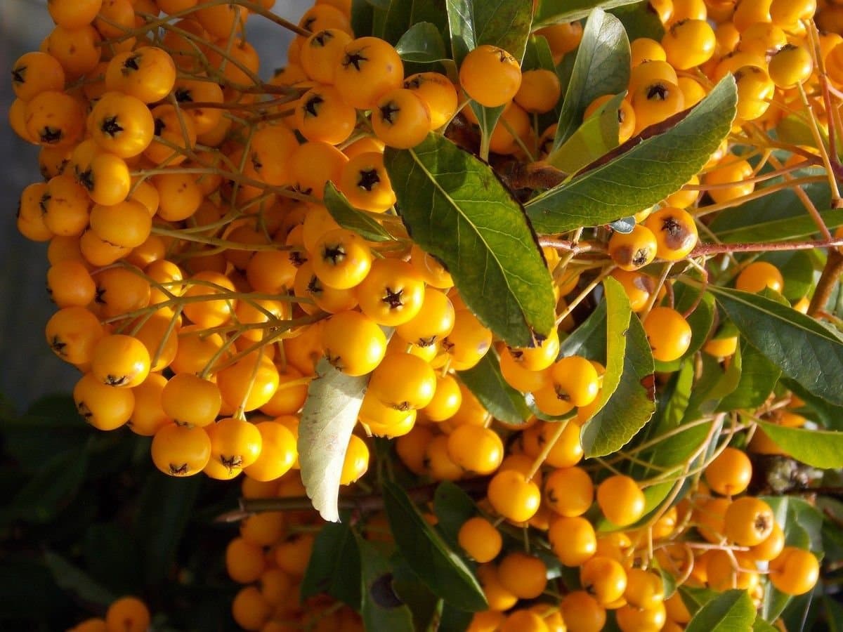 PYRACANTHA ‘Soleil d’or’ / Buisson ardent 'Soleil D'or' - Photo 3