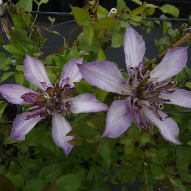 Clématite Astra Nova 'zo09085' - clematis viticella - Photo 1