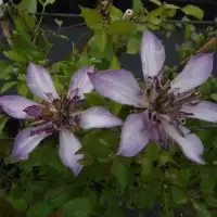 Clématite Astra Nova 'zo09085' - clematis viticella - Photo 1