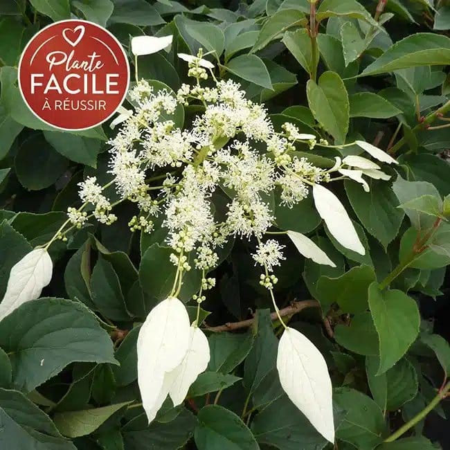 Hortensia grimpant du Japon 'Windmills' - schizophragma - Photo 3