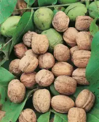 Juglans regia 'Parisienne' / Noyer 'Parisienne' - Photo 1