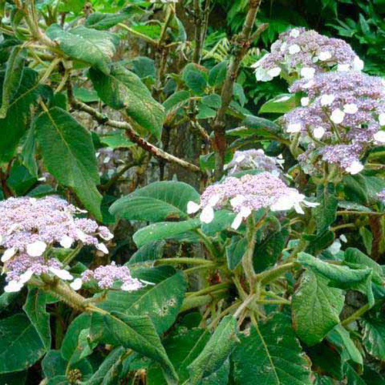 HYDRANGEA aspera macrophylla / Hortensia arbustif à grandes fleurs - Photo 2