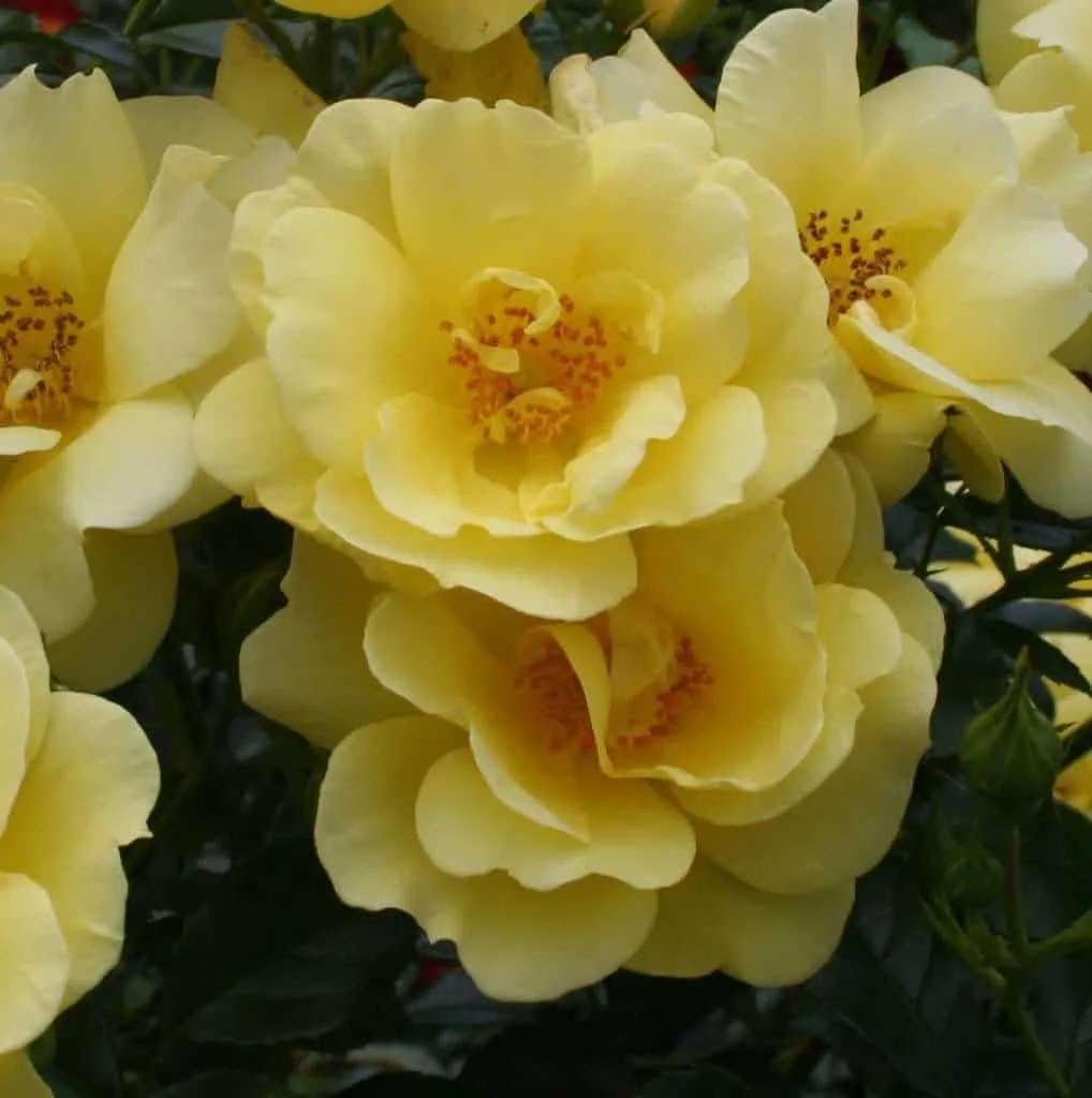 ROSIER décorosier 'Suneva' (jaune)