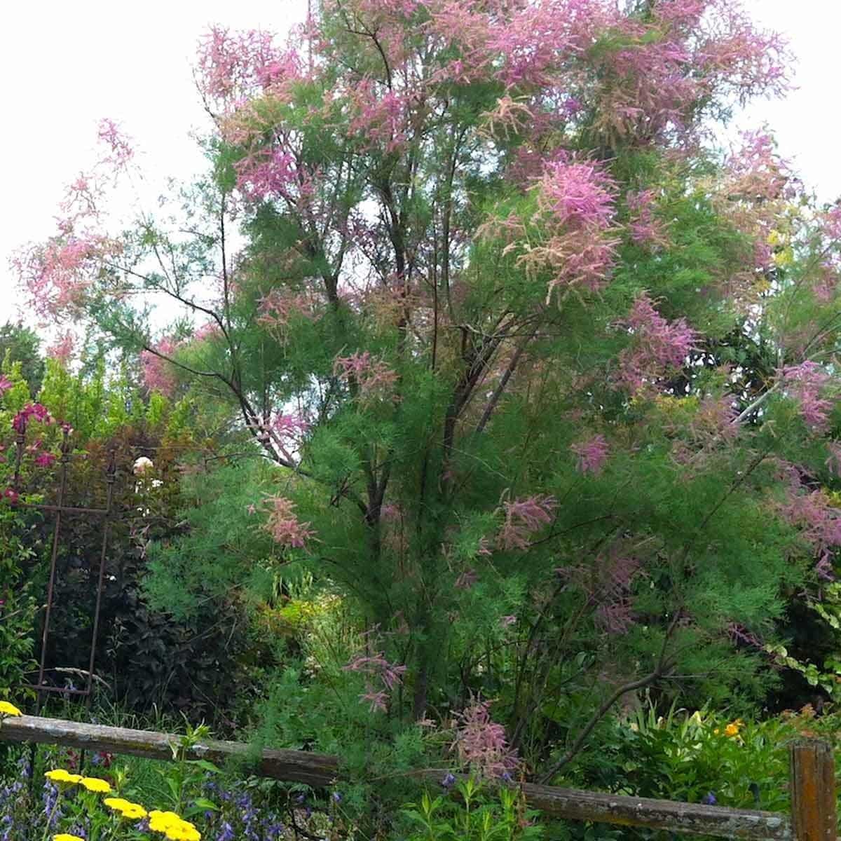 TAMARIX ramosissima / Tamaris d'été - Photo 2