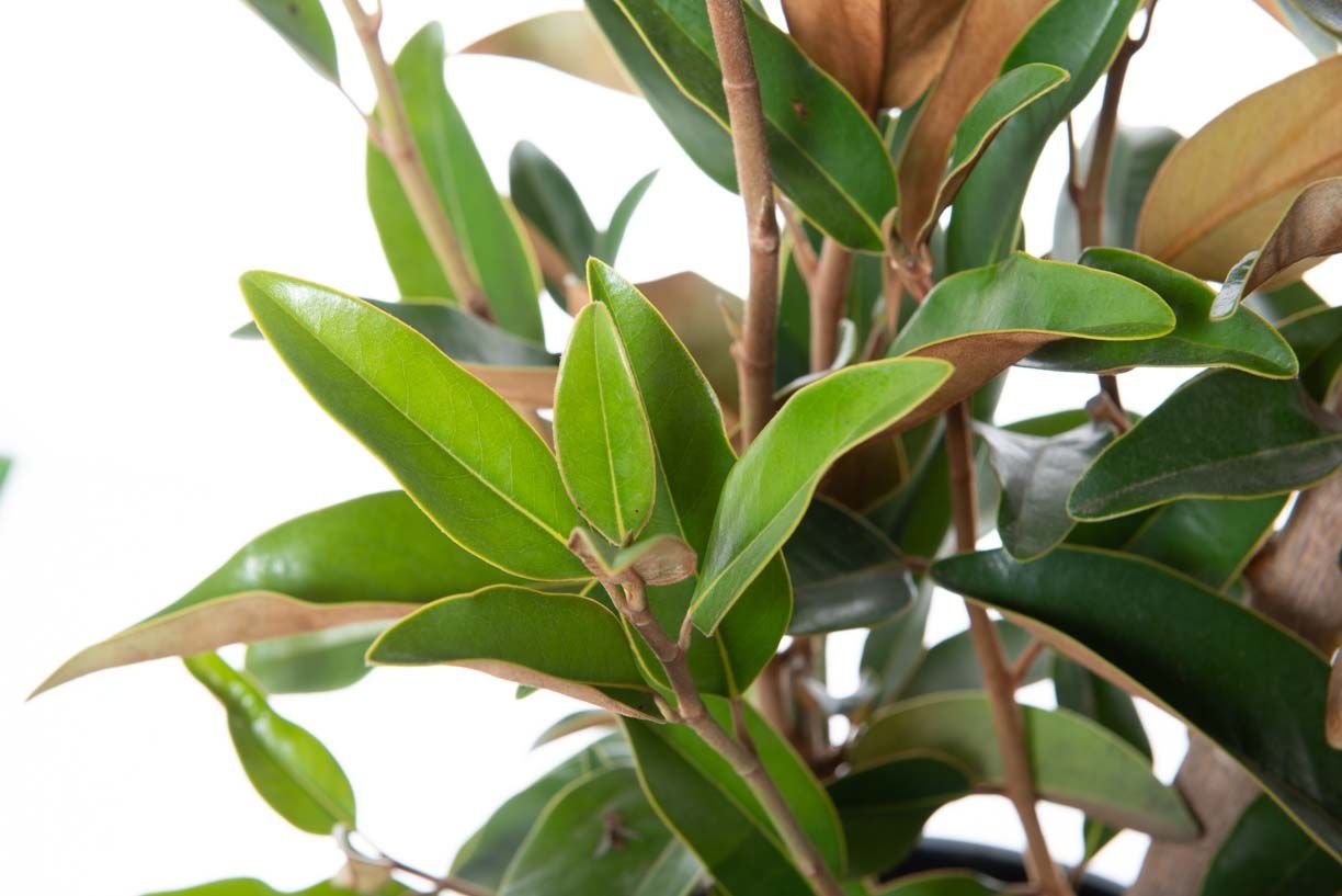 MAGNOLIA GRANDIFLORA 'FRANÇOIS TREYVE' / Magnolia à grandes fleurs - Photo 2