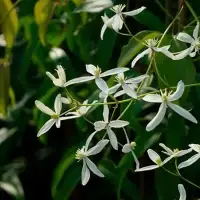 Clématite Armandii 'Little White Charm' - clematis - Photo 1