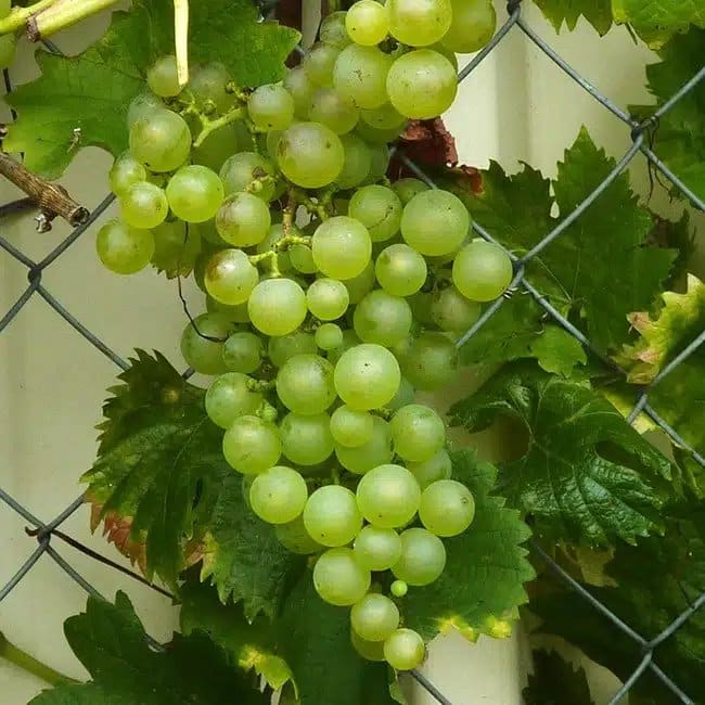Vigne 'Chasselas Doré' - vitis vinifera - Photo 1
