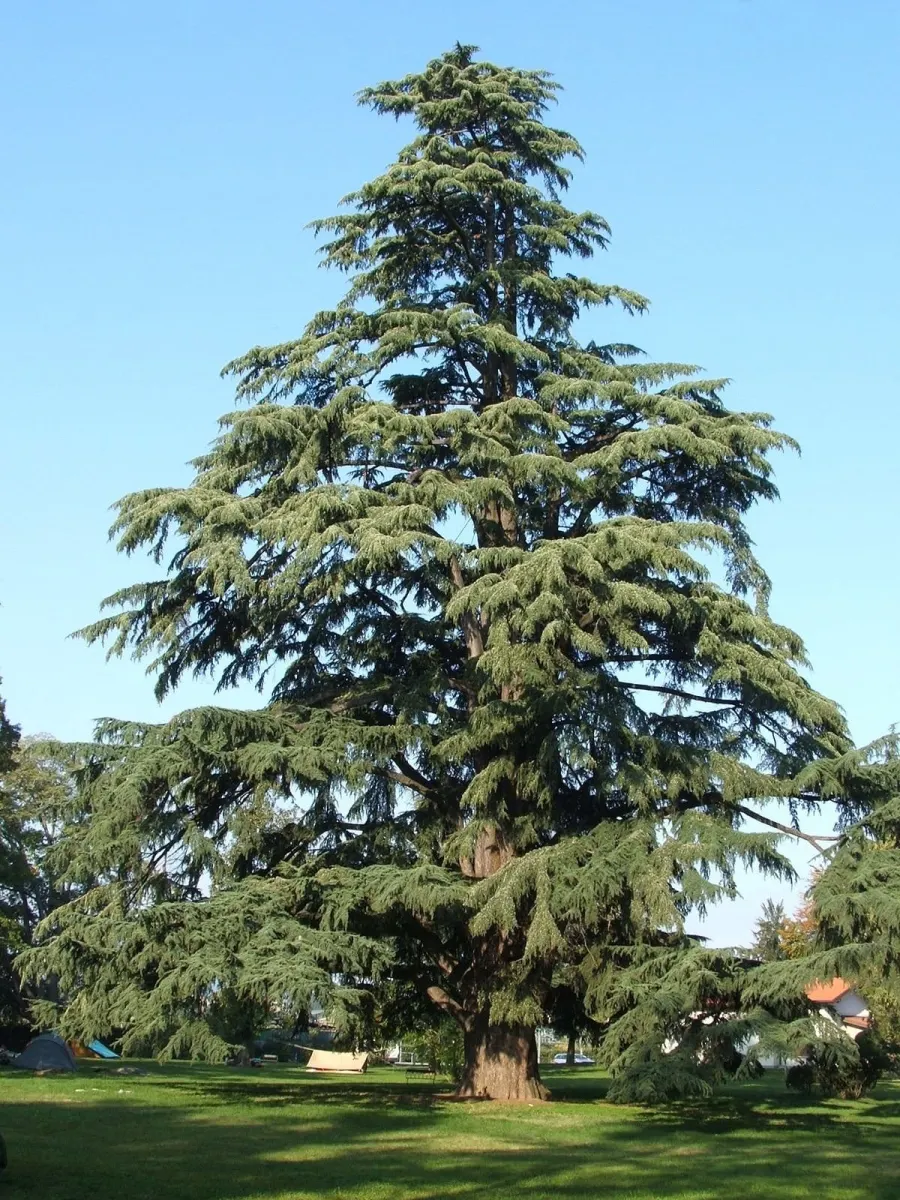 CEDRUS deodora  / Cèdre de l'Himalaya - Photo 1
