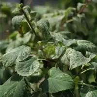 Schizophragma hydrangeoides 'Burst of Light' - faux hortensia grimpant - Photo 1
