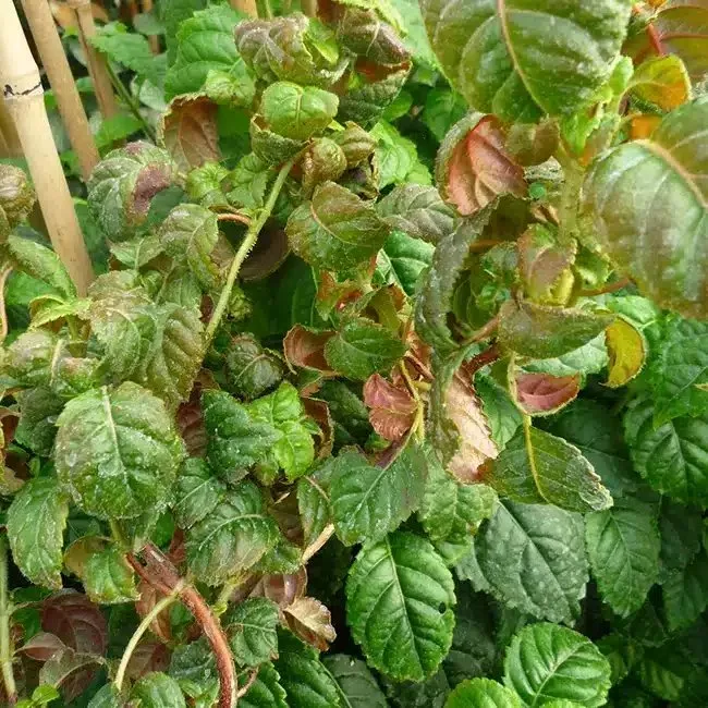 Hortensia grimpant 'Winter Surprise' - hydrangea anomala