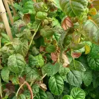 Hortensia grimpant 'Winter Surprise' - hydrangea anomala - Photo 1