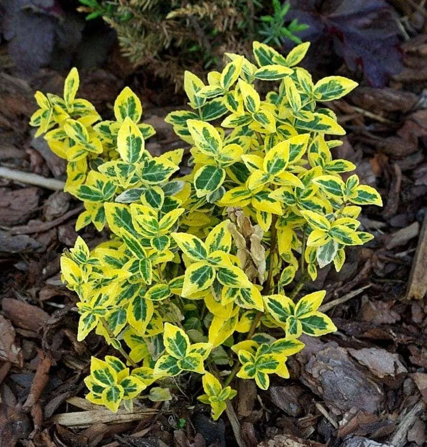 EUONYMUS fortunei ‘Emerald’n Gold’ / Fusain persistant 'Emerald and Gold'
