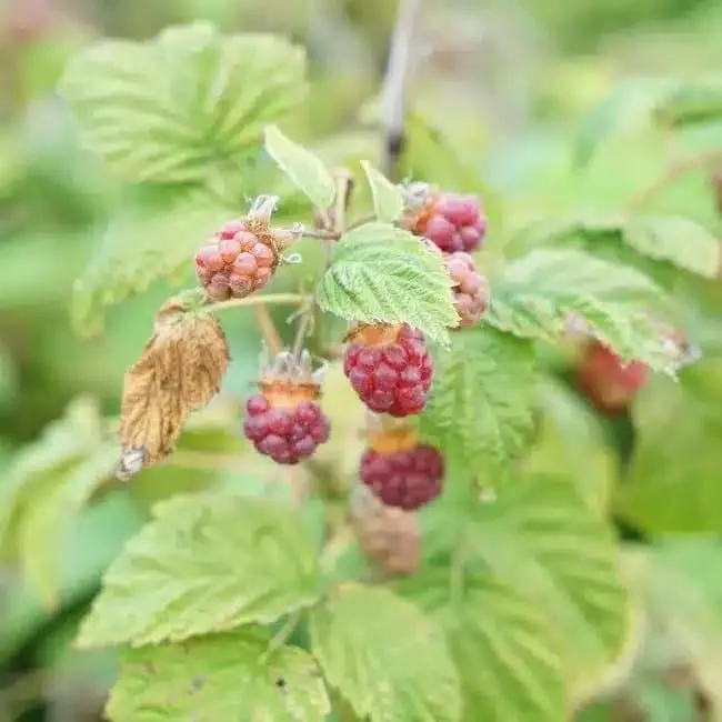 Framboisier non remontant 'Malling Promise' - rubus idaeus