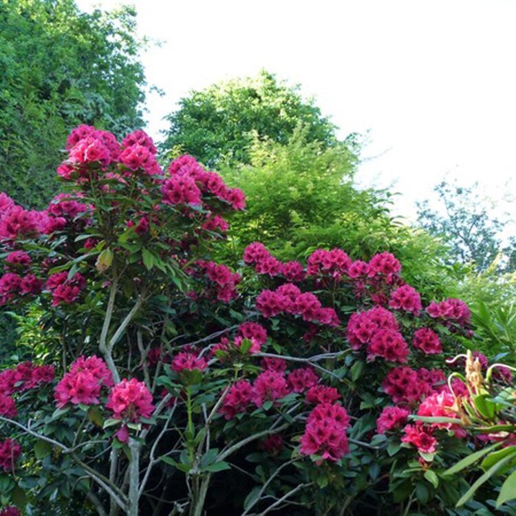 RHODODENDRON 'LORD ROBERTS' / Rhododendron 'Lord Roberts' - Photo 1