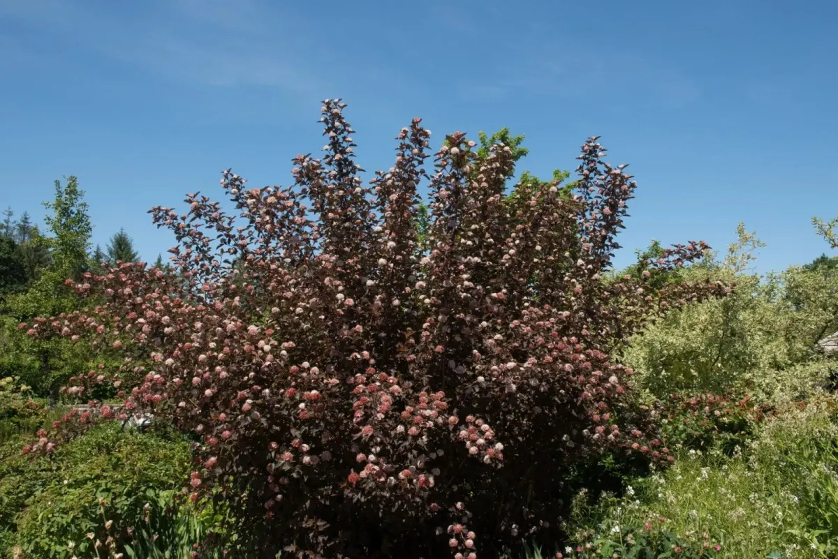 PHYSOCARPUS opulifolius 'Diable d'or' / Physocarpe à feuilles pourpre - Photo 2