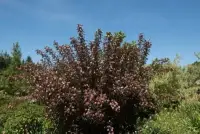 PHYSOCARPUS opulifolius 'Diable d'or' / Physocarpe à feuilles pourpre - Photo 2