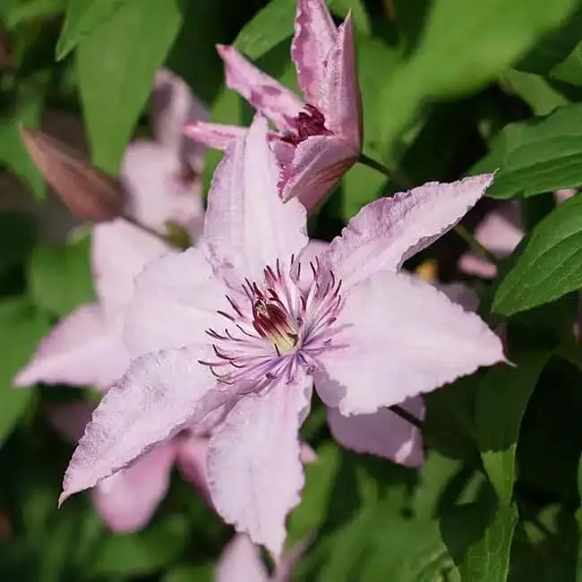 Clématite 'Hagley Hybrid' - clematis