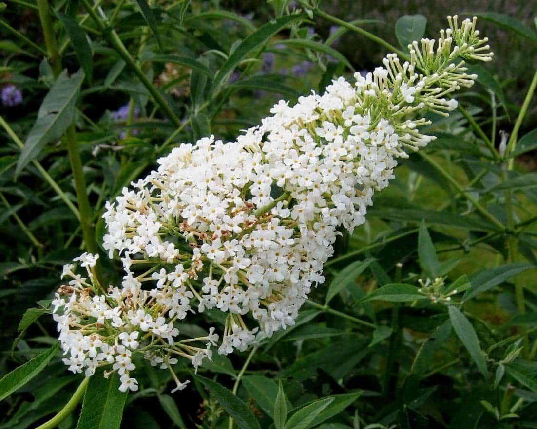 BUDDLEJA davidii ‘Nanho white’ / Arbre aux papillons nain 'blanc' - Photo 1