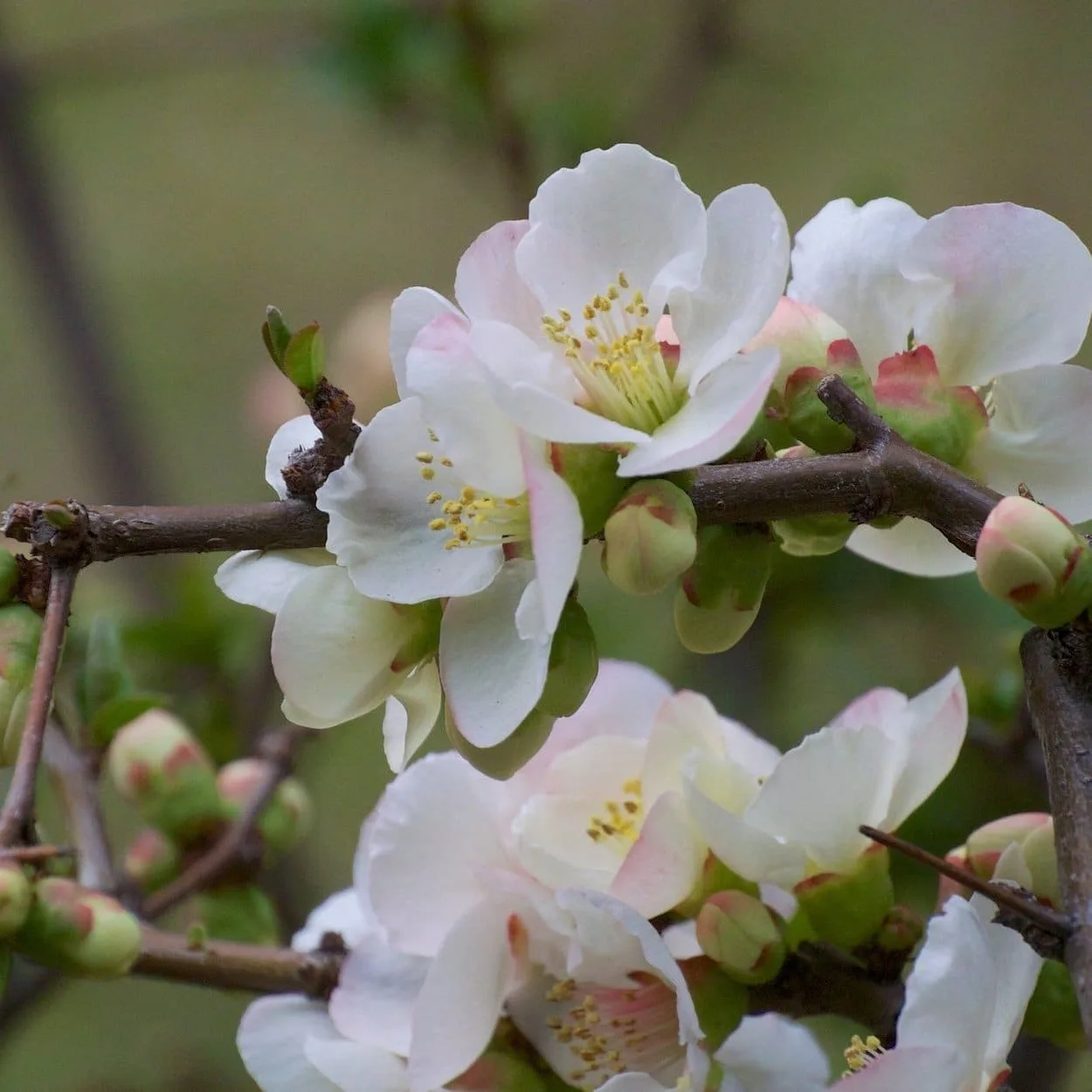 CHAENOMELES speciosa ‘Nivalis’ / Cognassier du Japon 'Nivalis'