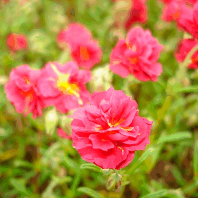 HELIANTHEMUM 'CERISE QUEEN' / Hélianthème - Photo 1