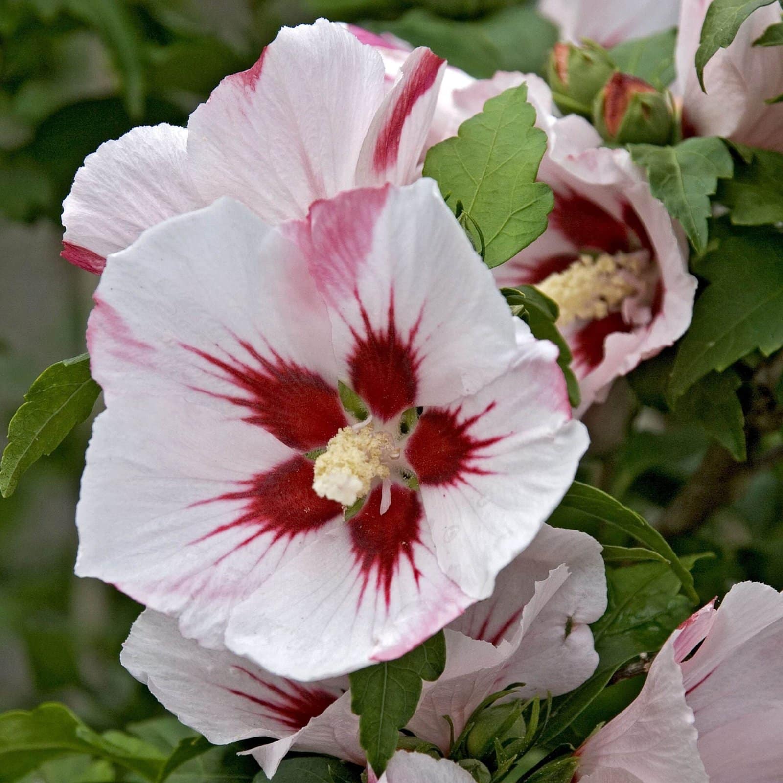 HIBISCUS syriacus ‘Hamabo’ / Mauve en arbre 'Hamabo' - Photo 1