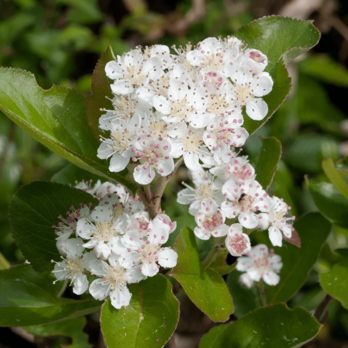 ARONIA arbutifolia ‘Brilliant’ / Aronie à feuilles d'arbousier - Photo 2