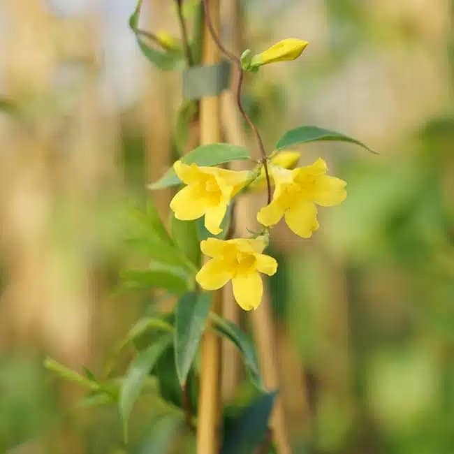 Gelsemium sempervirens - Jasmin de Caroline - Photo 5