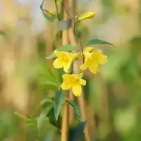 Gelsemium sempervirens - Jasmin de Caroline - Photo 5