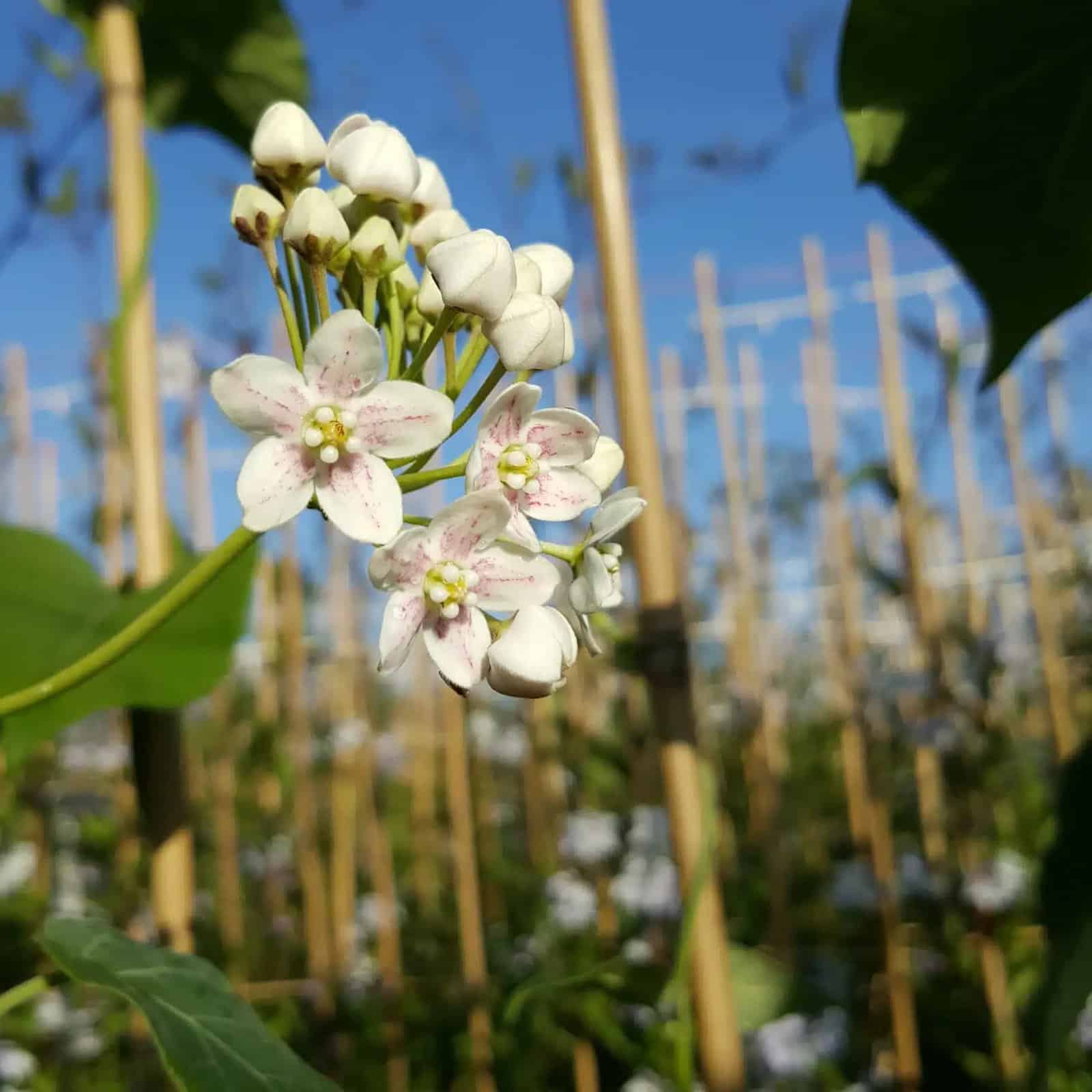 Wattakaka sinensis - Dregea sinensis - Photo 1