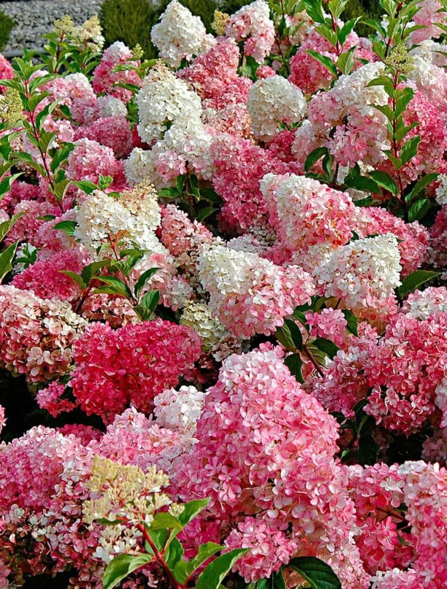 HYDRANGEA paniculata ‘Vanille Fraise’ / Hortensia paniculé 'Vanille fraise'® - Photo 2