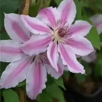 Clématite 'Souvenir du Capitaine Thuilleaux' - Photo 2