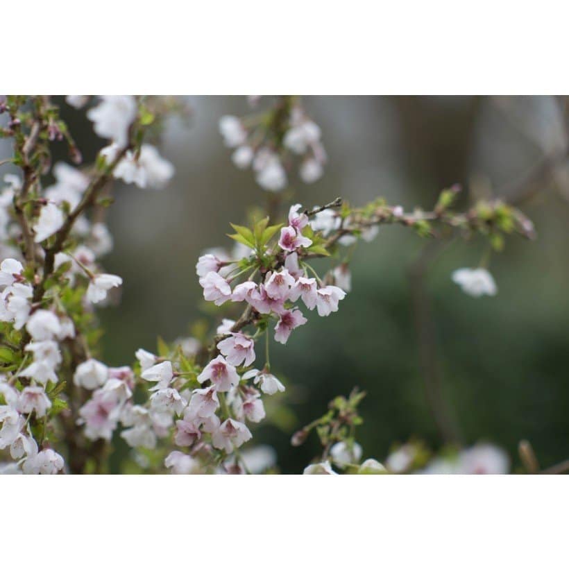 PRUNUS incisa 'Kojo No Mai' / Cerisier à fleurs nain du japon - Photo 2