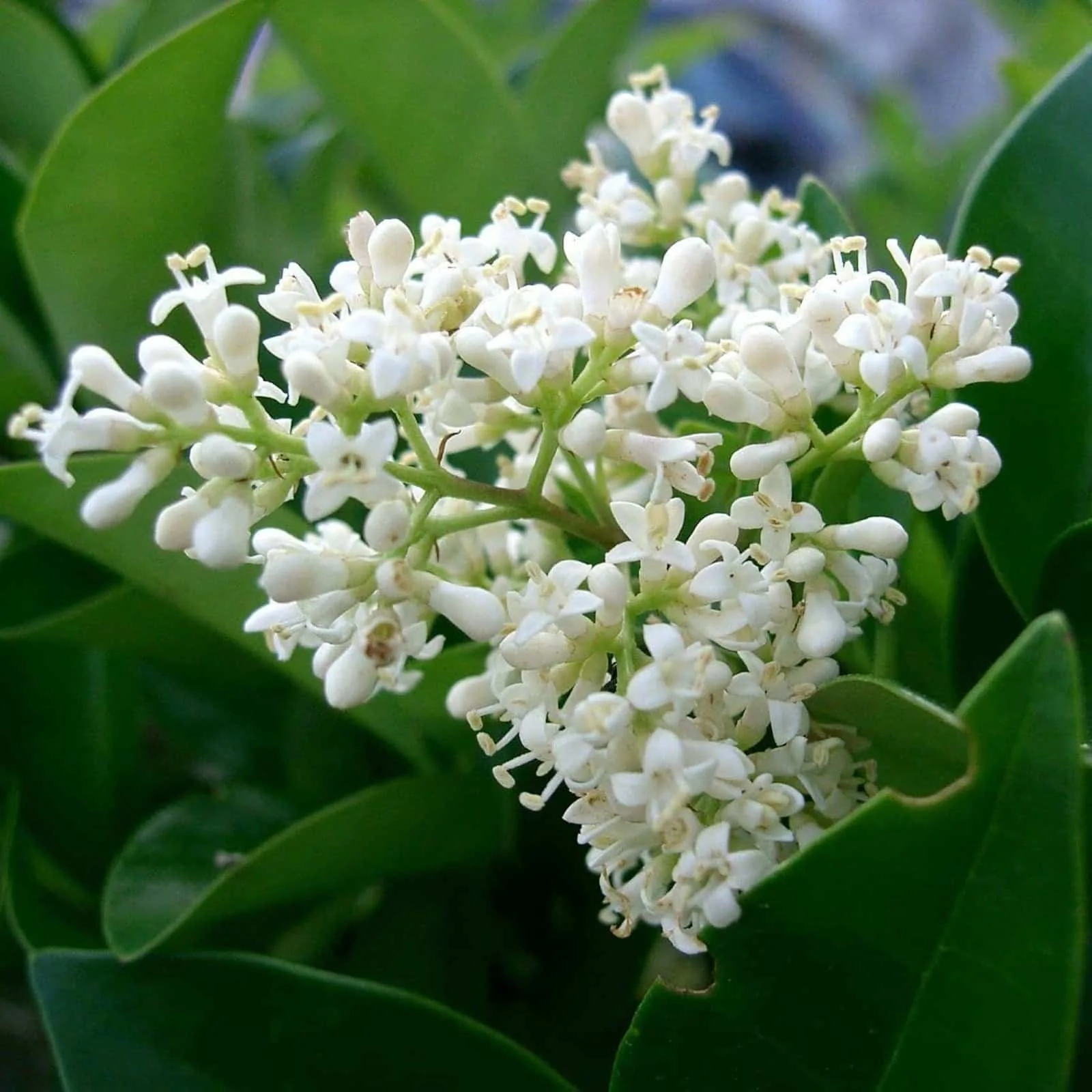 LIGUSTRUM japonicum texanum / Troène du Texas