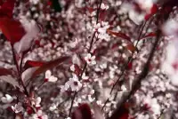 Prunus cistena / Prunier des sables - Photo 3