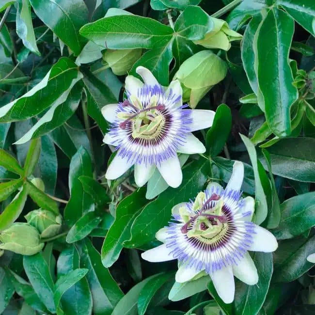Passiflore bleue - passiflora caerulea - Photo 3