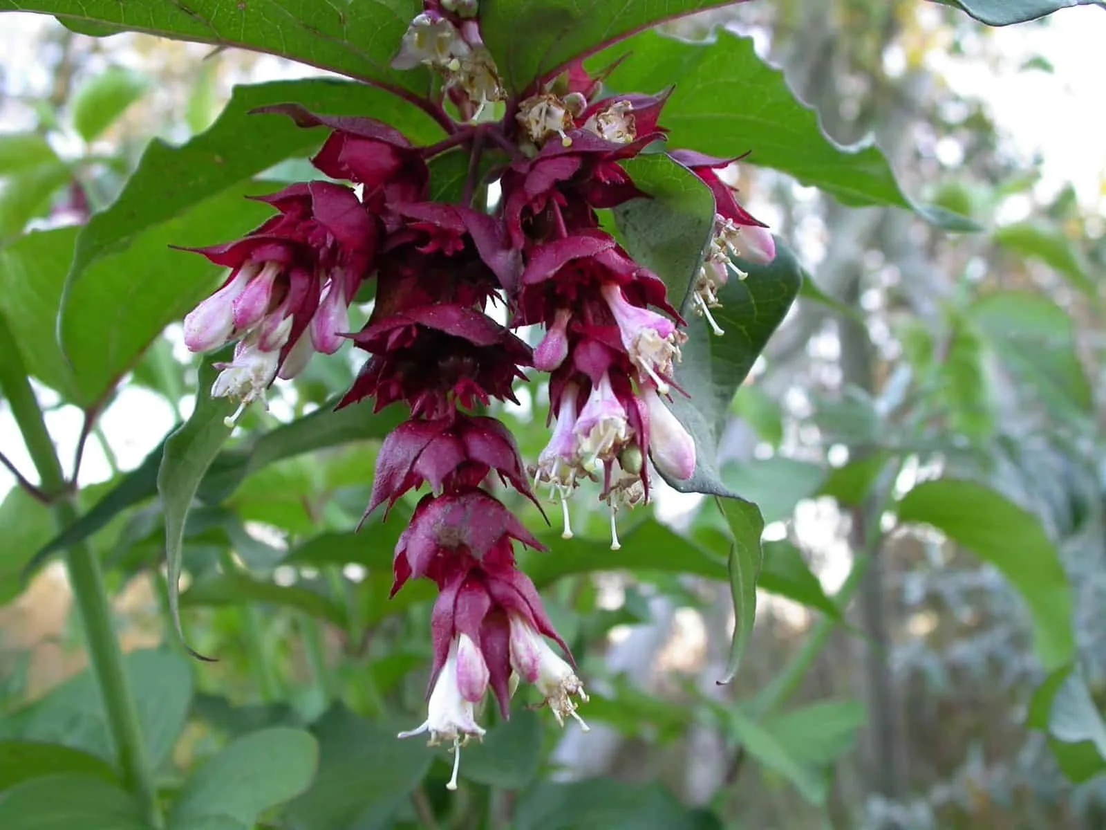 LEYCESTERIA formosa / Arbre aux faisans