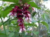 LEYCESTERIA formosa / Arbre aux faisans - Photo 1