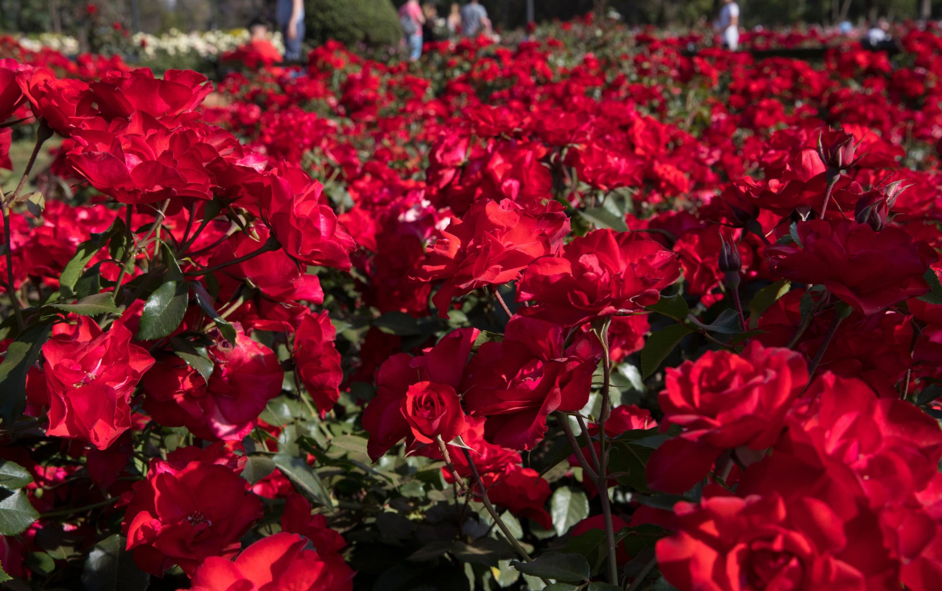 ROSIER paysager 'La Sevillana' / Rosier paysager 'La Sevillana' à fleurs groupées - Photo 1