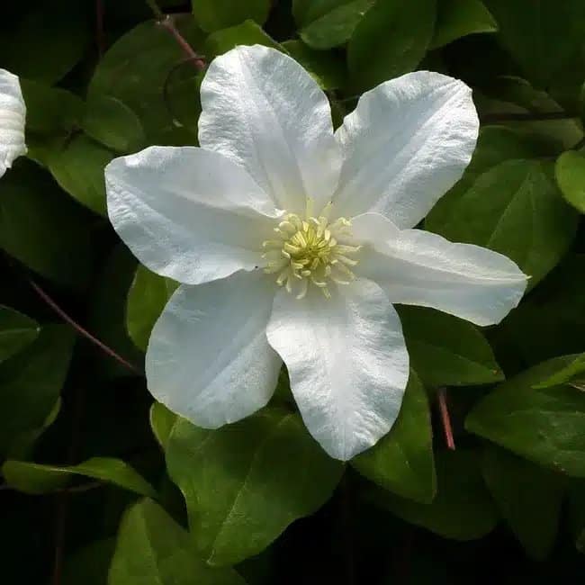 Clématite 'Sylvia Denny' - clematis - Photo 1