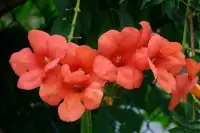 BIGNONE 'Mme Galen' / CAMPSIS x tagliabuana ‘Mme Galen’ - Photo 3