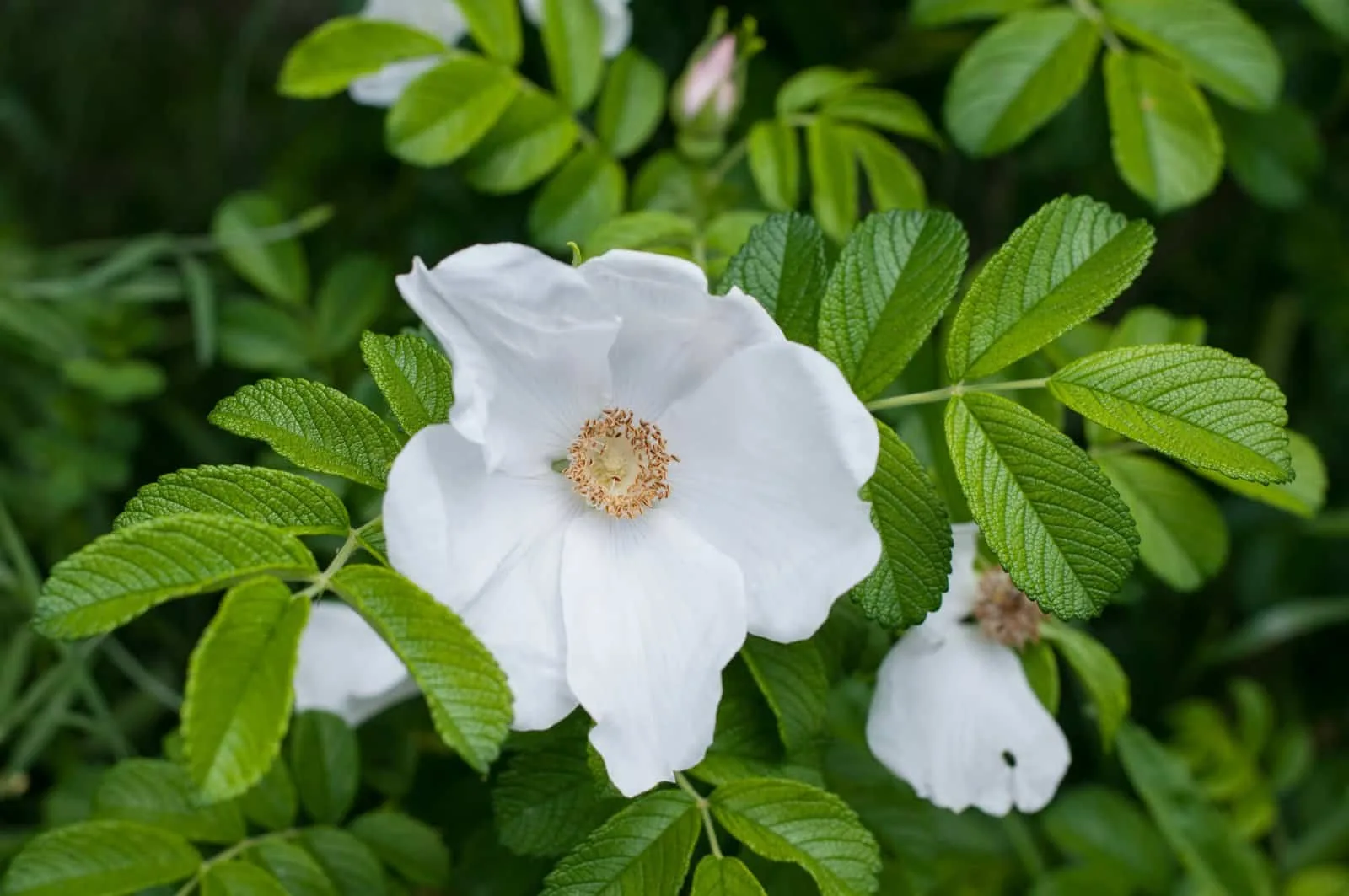 ROSA rugosa Alba / Rosier rugueux