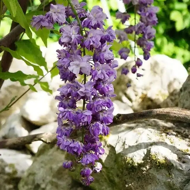 Glycine du Japon 'Violacea Plena' - wisteria floribunda