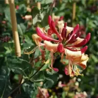 LONICERA heckrottii 'American Beauty' - Chèvrefeuille 'American Beauty' - Photo 3