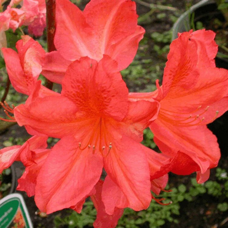 RHODODENDRON 'ROSEUM ELEGANS' / Rhododendron 'Roseum Elegans' - Photo 2