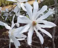 MAGNOLIA stellata / Magnolia étoilé - Photo 2