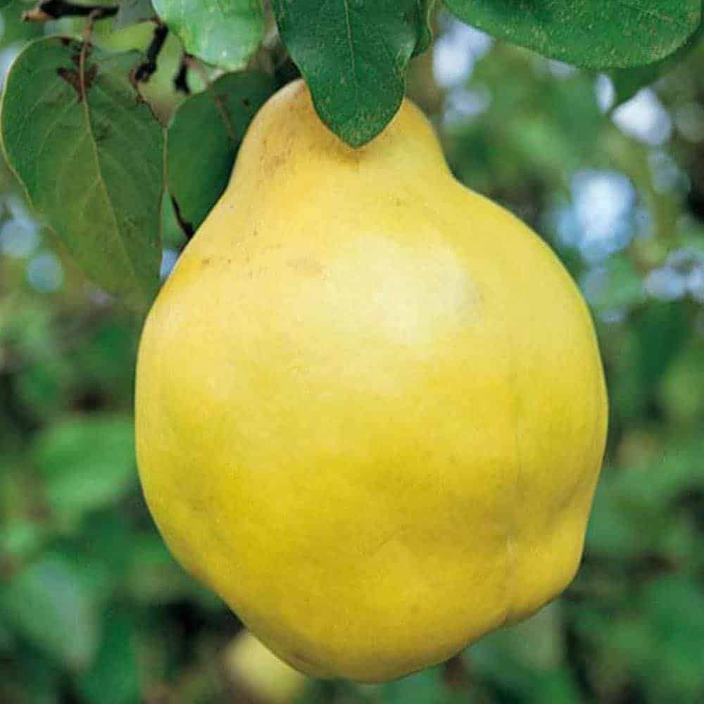 Cydonia vulgaris ‘Champion’ / Cognassier commun 'Champion' - Photo 3